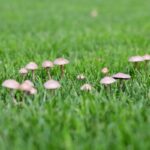 Mushrooms in the Yard