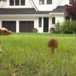 Mushrooms in the Yard