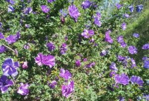 Native Hibiscus