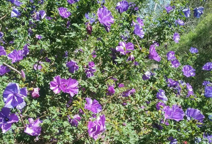 Native Hibiscus