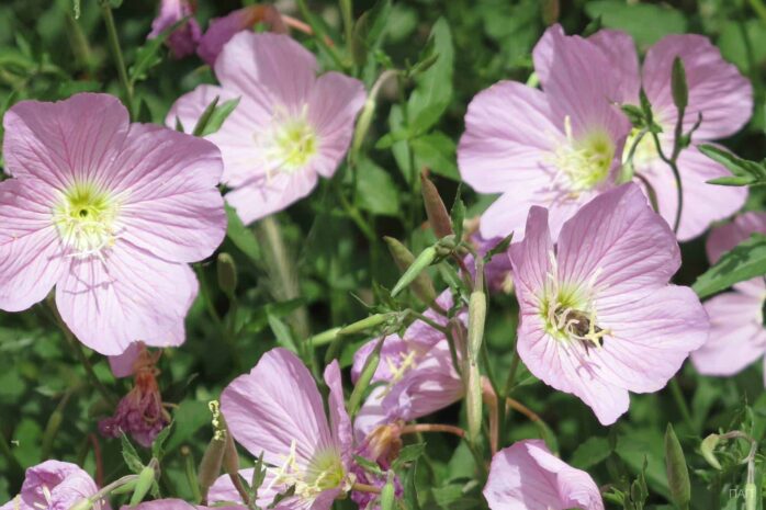 Oenothera (Evening Primrose)