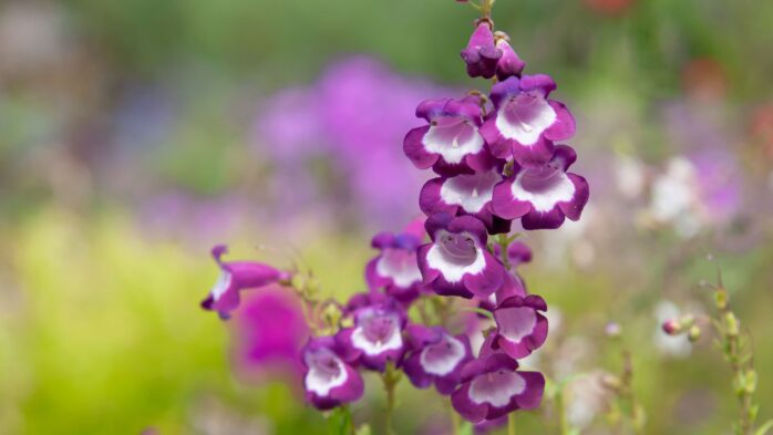 Penstemon