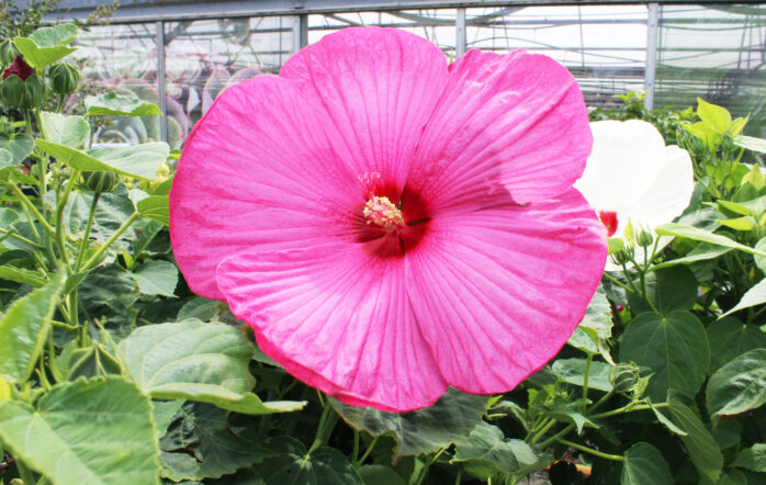 Perennial Hibiscus