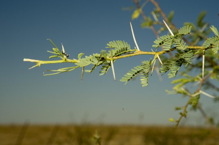 Prosopis (Mesquite)