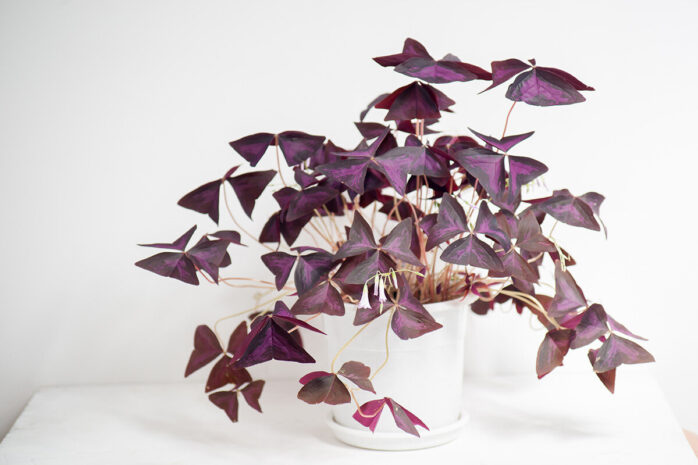 Purple Oxalis