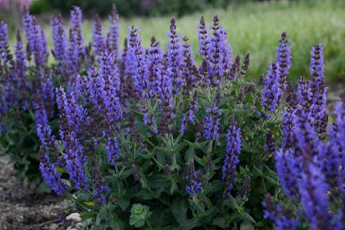 Salvia (Sage)