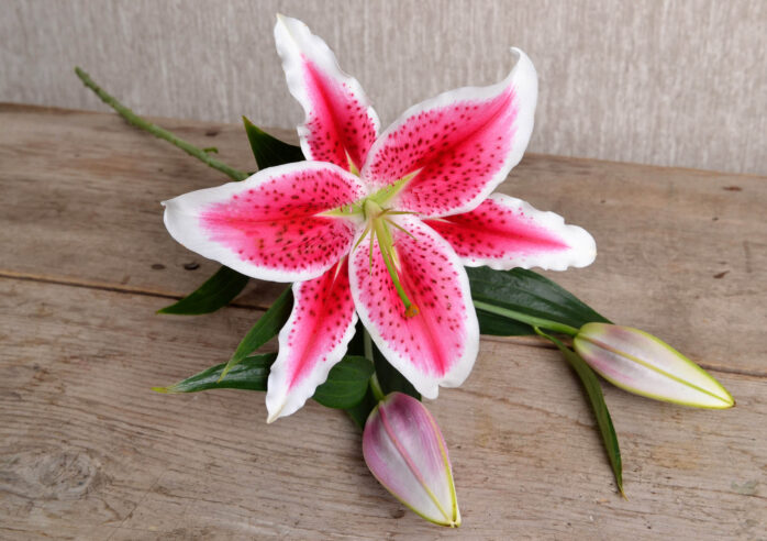 Stargazer Lilies