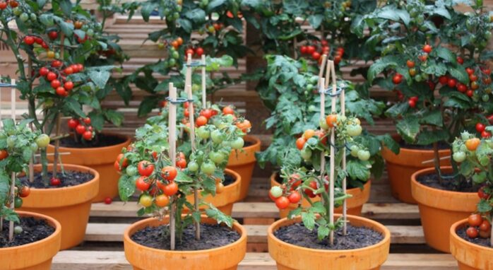 Tomato Plants