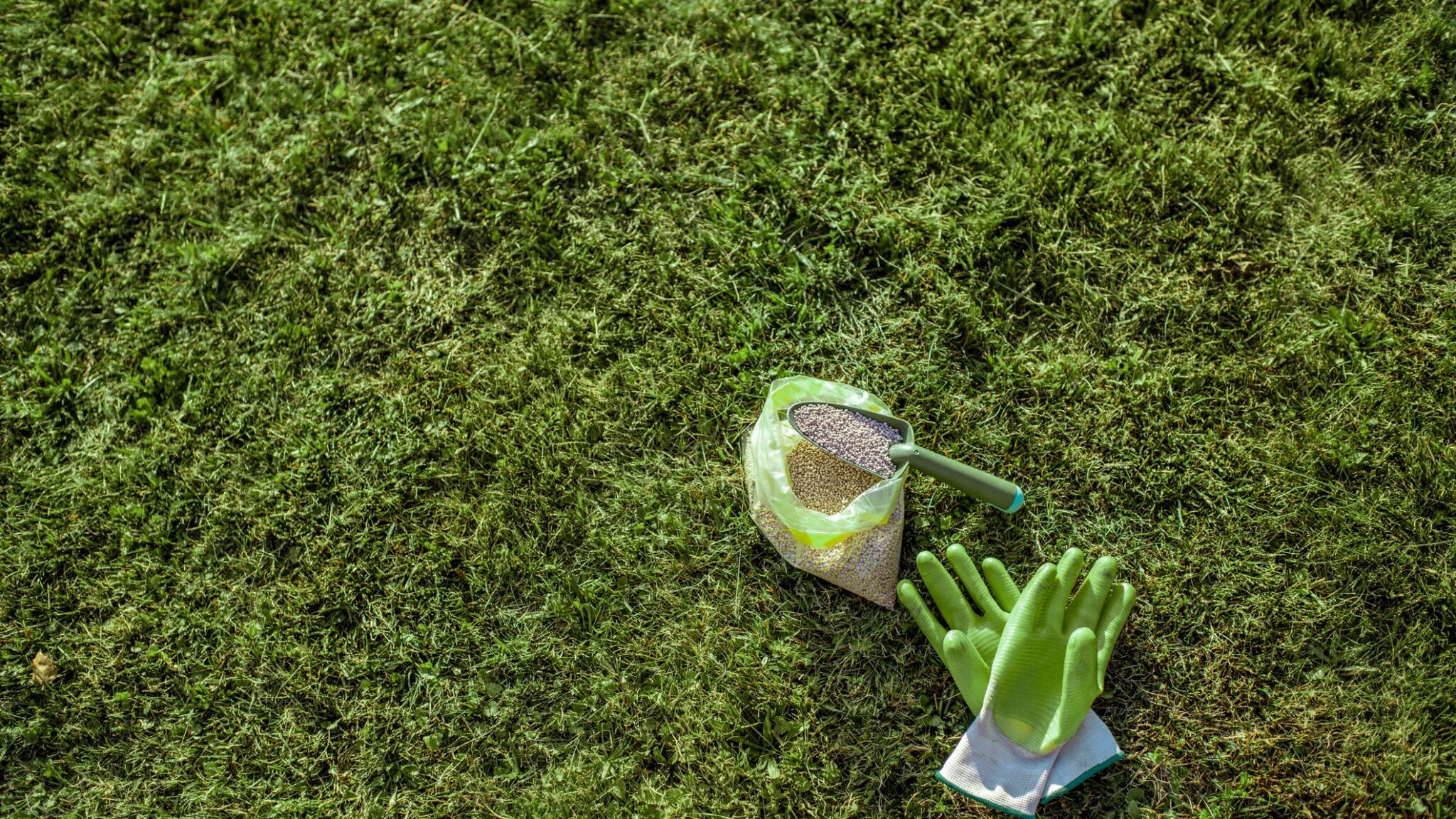 How To Fertilize Zoysia Grass The Right Way 2022 Complete Guide