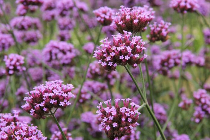 Verbena