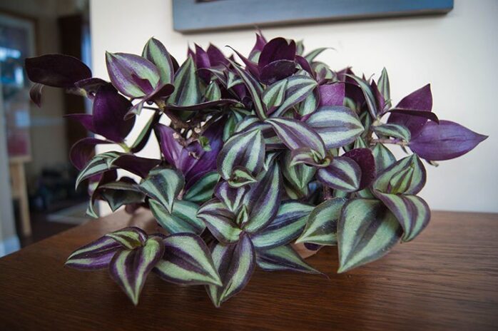 Wandering Jew