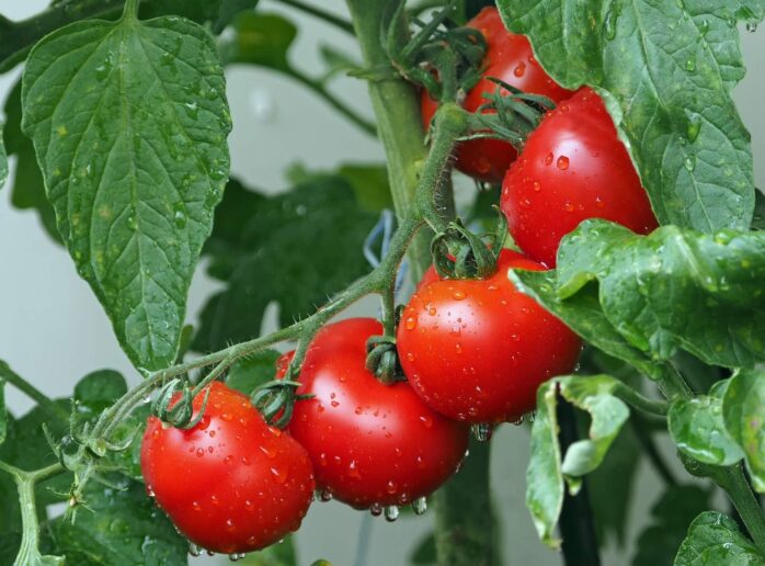 Watering Tomato Plants in Pots