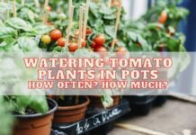 Watering Tomato Plants in Pots