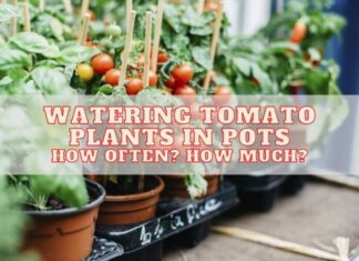 Watering Tomato Plants in Pots