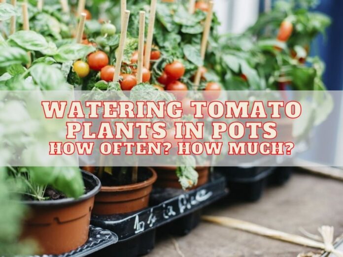 Watering Tomato Plants in Pots