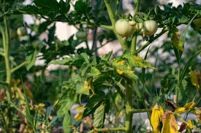 damaged by disease and pests of fall leaves and fruits of tomato