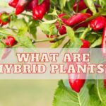 What are Hybrid Plants?