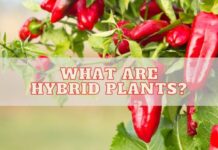 What are Hybrid Plants?