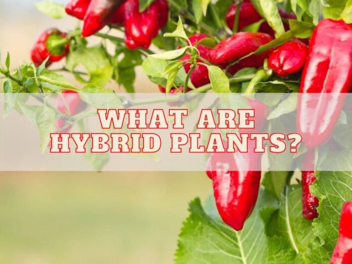 What are Hybrid Plants?