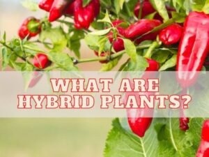 What are Hybrid Plants?