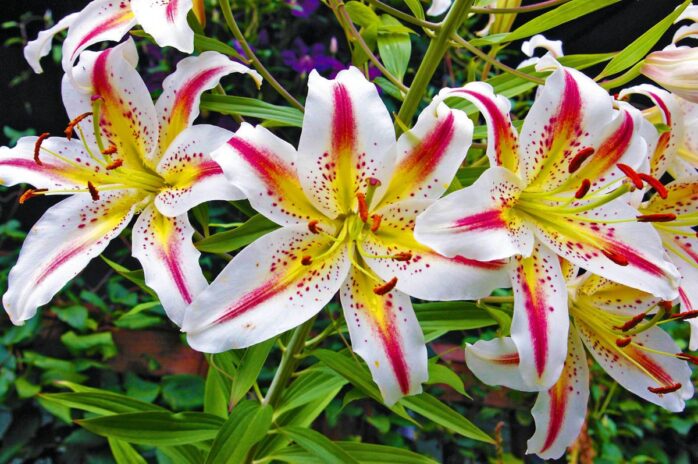 hybrid lilies