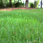 take care of Zoysia grass