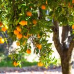 Best Citrus Tree Fertilizers
