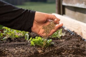 Best High Nitrogen Fertilizers