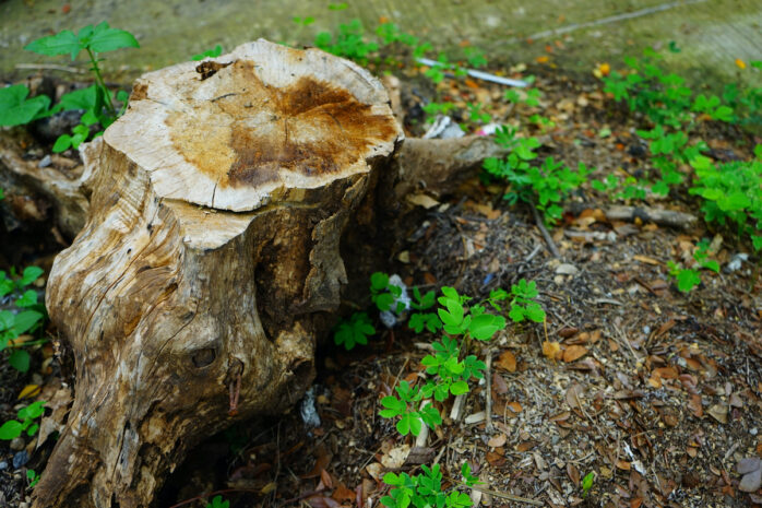 Stump on green grass in the gardenv