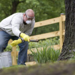 Fertilizer For Trees And Shrubs