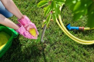 Fertilizer For Trees And Shrubs