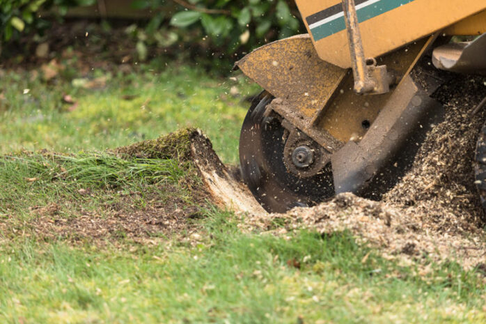 Grinding the Tree Stump