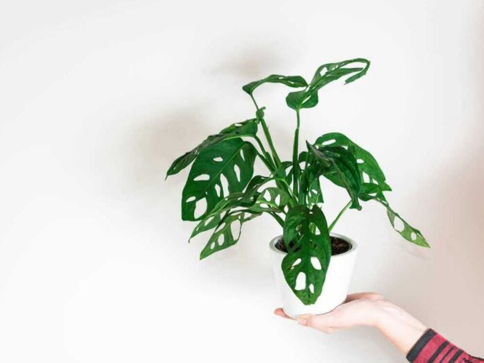 Monstera Adansonii