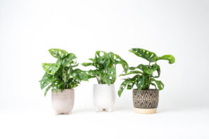 Monstera Adansonii