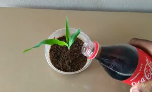 Coca Cola good for plants