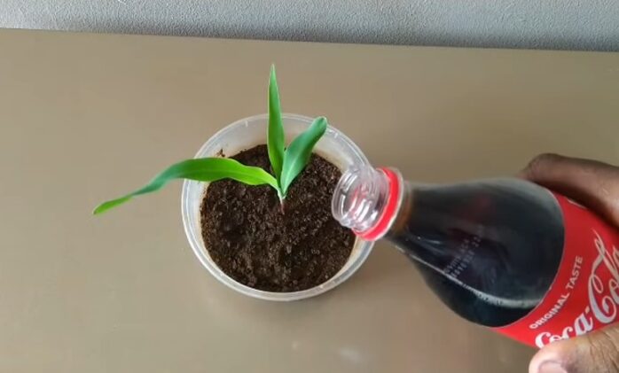 Coca Cola good for plants