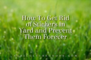 How To Get Rid of Stickers in Yard and Prevent Them Forever