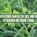 Stickers in Your Yard