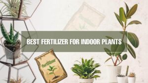 Top Supplements For Indoor Plants