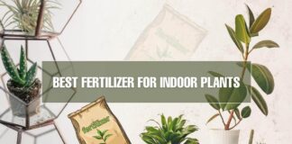 Top Supplements For Indoor Plants