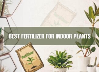 Top Supplements For Indoor Plants