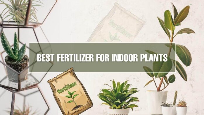 Indoor Plant Fertilizer