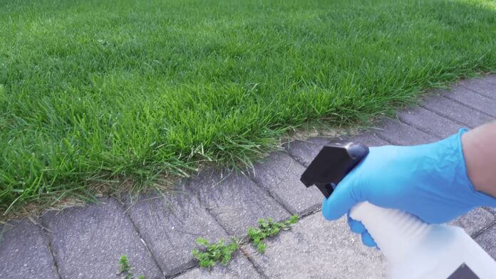How To Get Rid of Stickers in Yard and Prevent Them Forever