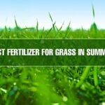 grass fertilizer in summer