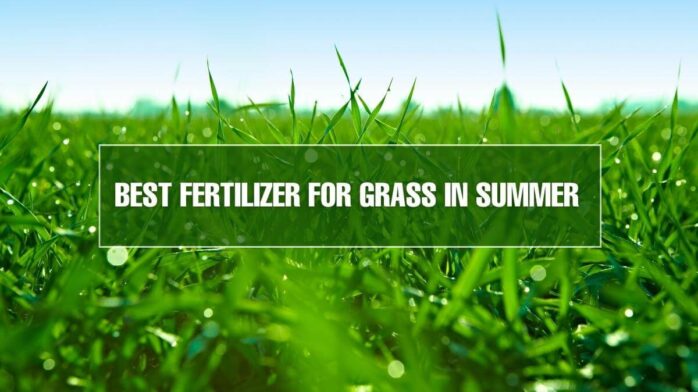 grass fertilizer in summer