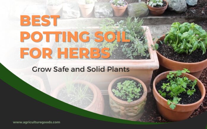 Best Potting Soil for Herbs