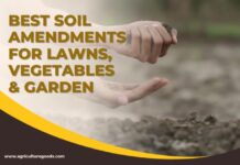 Best Soil Amendments for Lawns