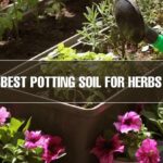 Potting Soil for Herbs