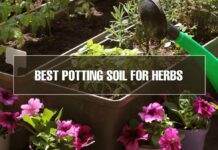 Potting Soil for Herbs