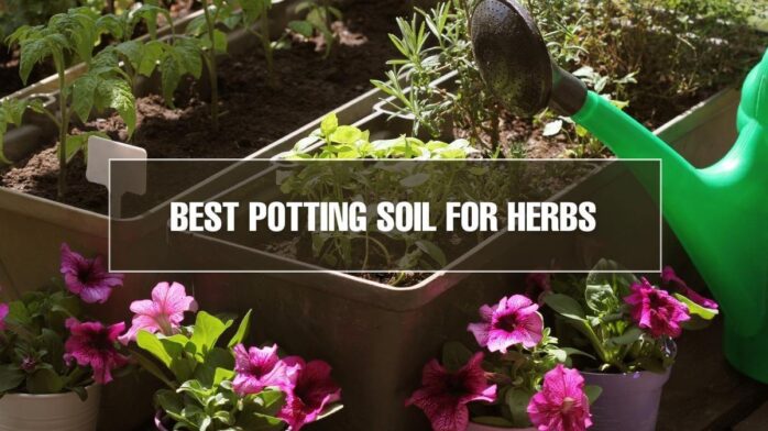 Potting Soil for Herbs